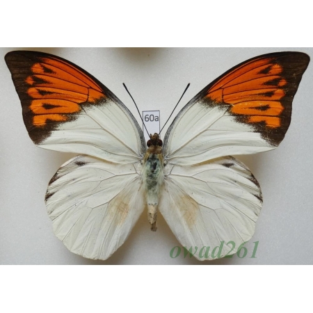 Hebomoia glaucippe celebensis (Wallace, 1863) Indonesia, Celebes 99mm60a